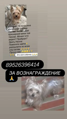 Пропала собака - вознаграждение - частное объявление в Усолье-Сибирское
