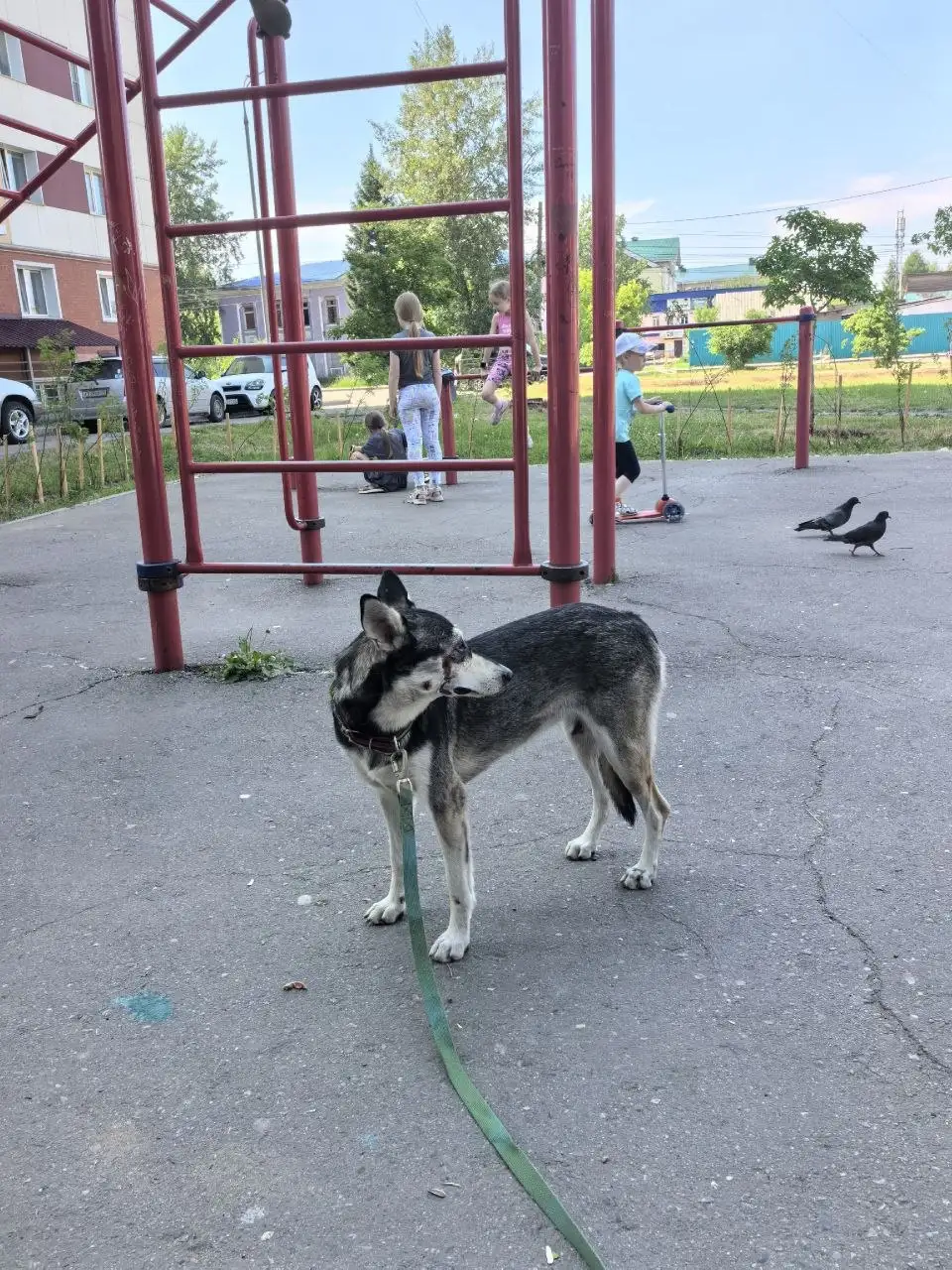 Потеряшка: травмированная собака - Потеряшки (Животные) в Иркутск