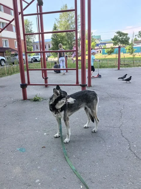 Потеряшка: травмированная собака - Передержка в Иркутск