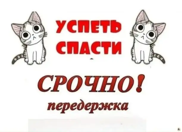 Срочно! Котята ищут передержку - Кошки (Животные) в Шелехов