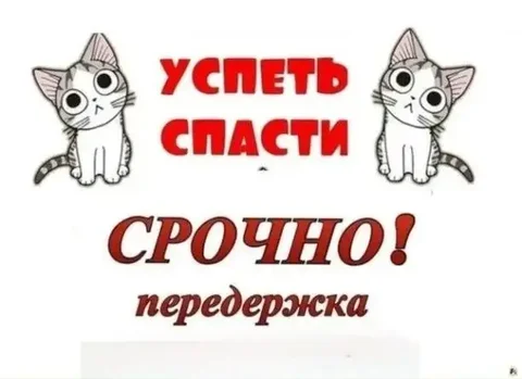 Срочно! Котята ищут передержку - Потеряшки и помощь животным в Шелехов