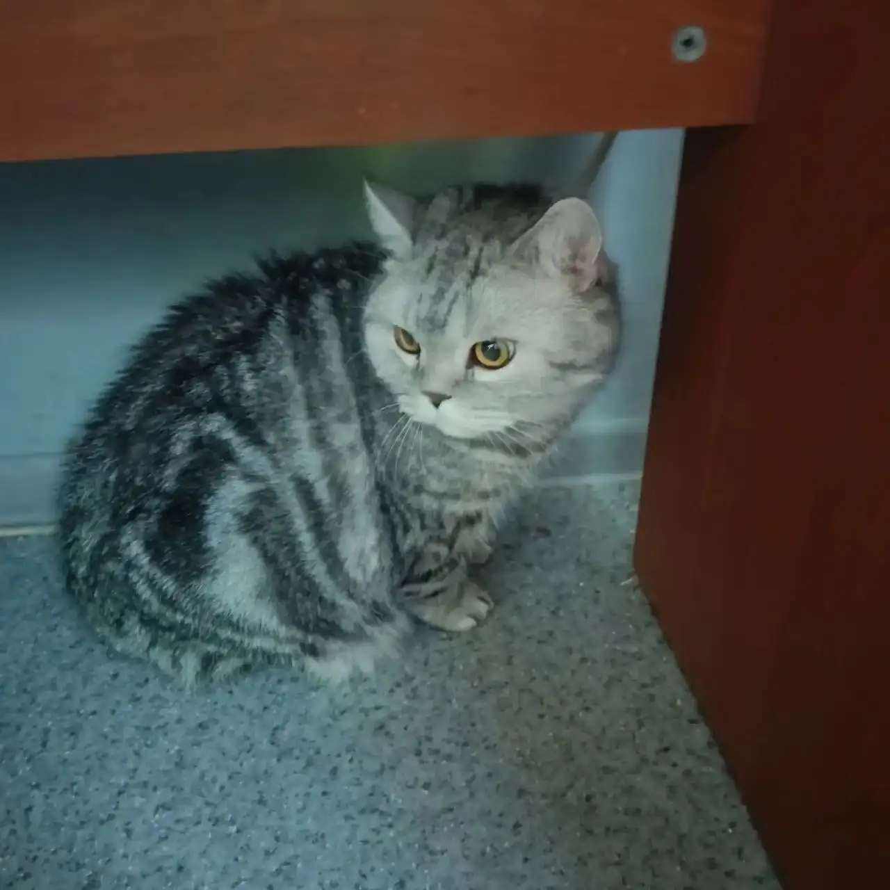 Найден домашний кот в Шелехове - Потеряшки (Животные) в Шелехов