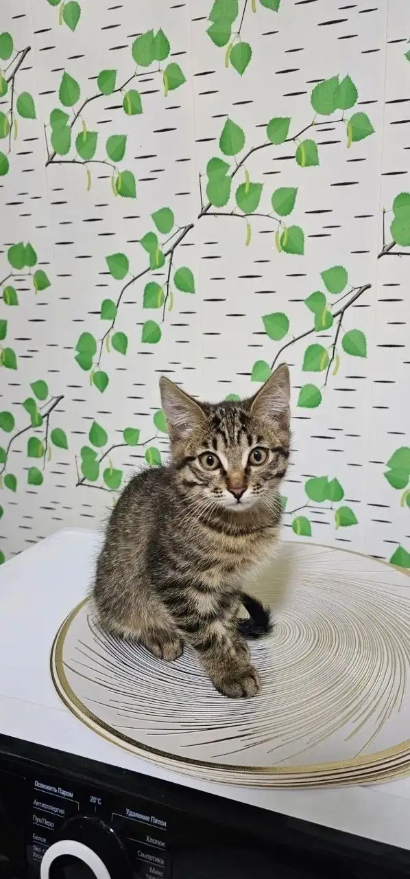 Потерялся котенок, 4 месяца - Животные в Иркутск
