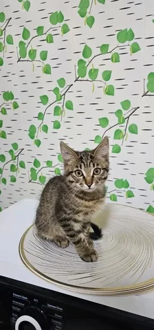 Потерялся котенок, 4 месяца - Кошки и собаки в Иркутск