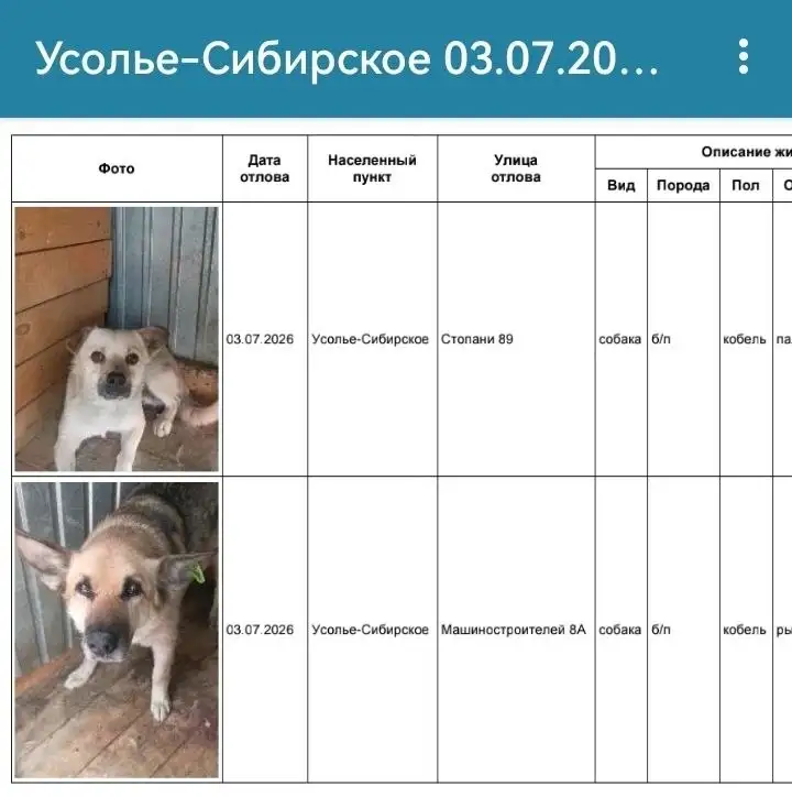 Потерянные собаки в приюте Усолье-Сибирское - Животные в Усолье-Сибирское