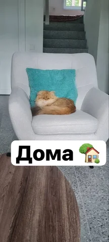 Потеряшка иркутск: Помощь животным - Животные в Иркутск