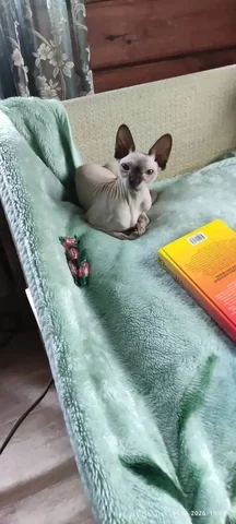 Потерялась кошка канадский сфинкс Моня - Животные в Иркутск