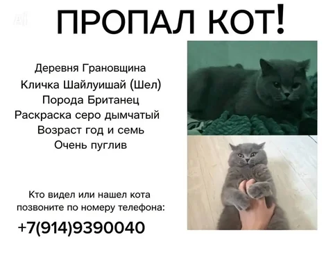 Потеряшка в Грановщине - Животные в Грановщина