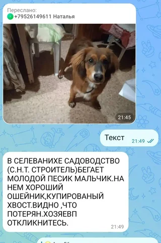 Потеряшка в Иркутске - Животные в Иркутск