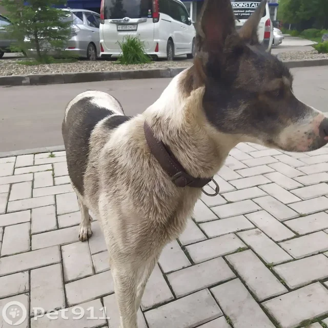Найдена собака в Иркутске - Животные в Иркутск