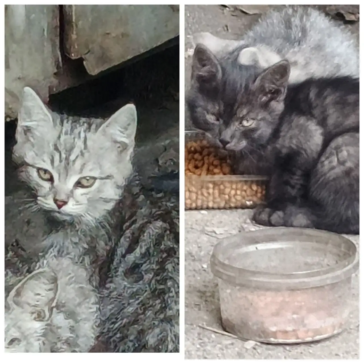 Срочная передержка для котят - Коты (Животные) в Иркутск