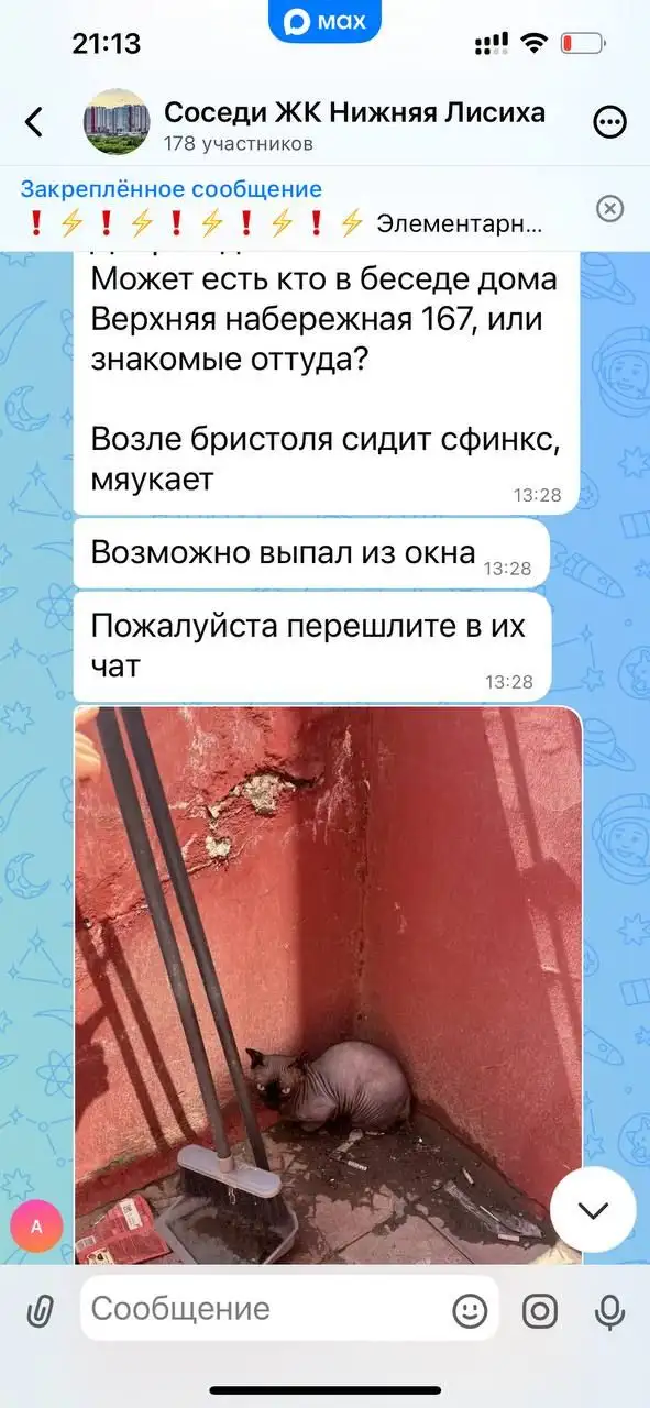 Потерялся сфинкс в ЖК Нижняя Лисиха - Кошки (Животные) в Иркутск