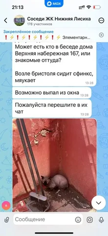 Потерялся сфинкс в ЖК Нижняя Лисиха - Животные в Иркутск