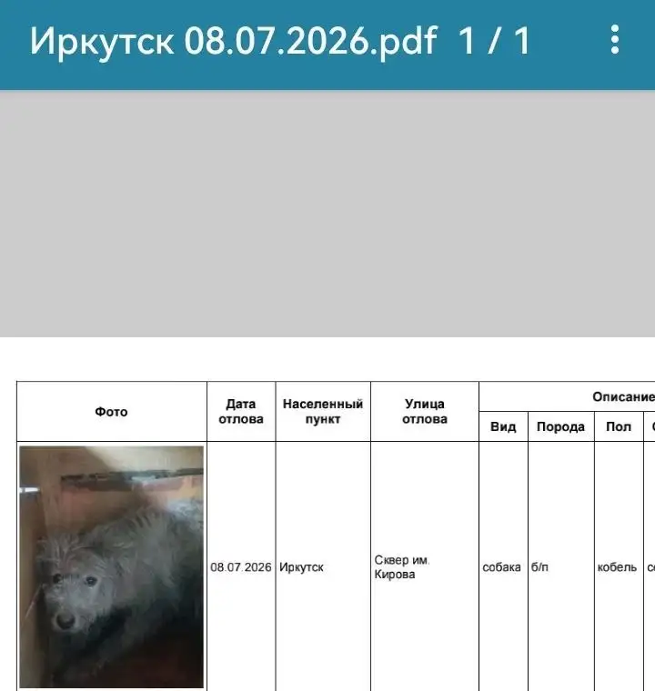 Потеряшка: Иркутск, собаки в приюте - Потеряшки (Животные) в Иркутск