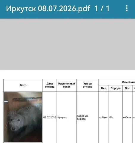 Потеряшка: Иркутск, собаки в приюте - Животные в Иркутск