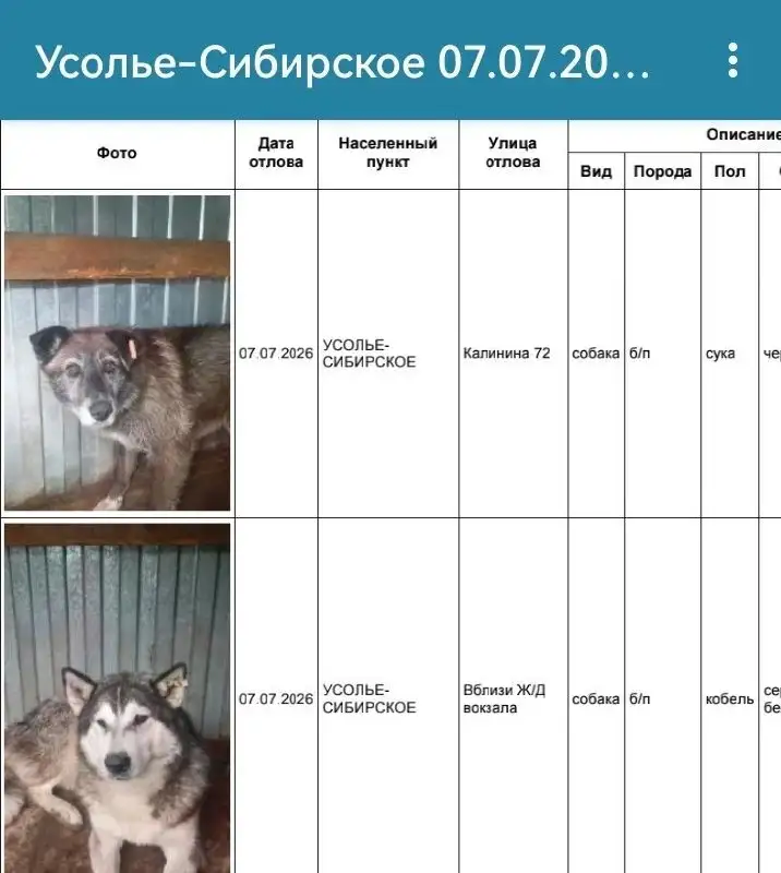 Потеряшка Иркутск Животные - Потеряшки (Животные) в Усолье-Сибирское