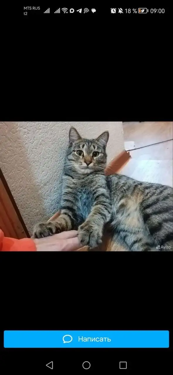 Котенок ищет хозяев - Кошки (Животные) в Иркутск