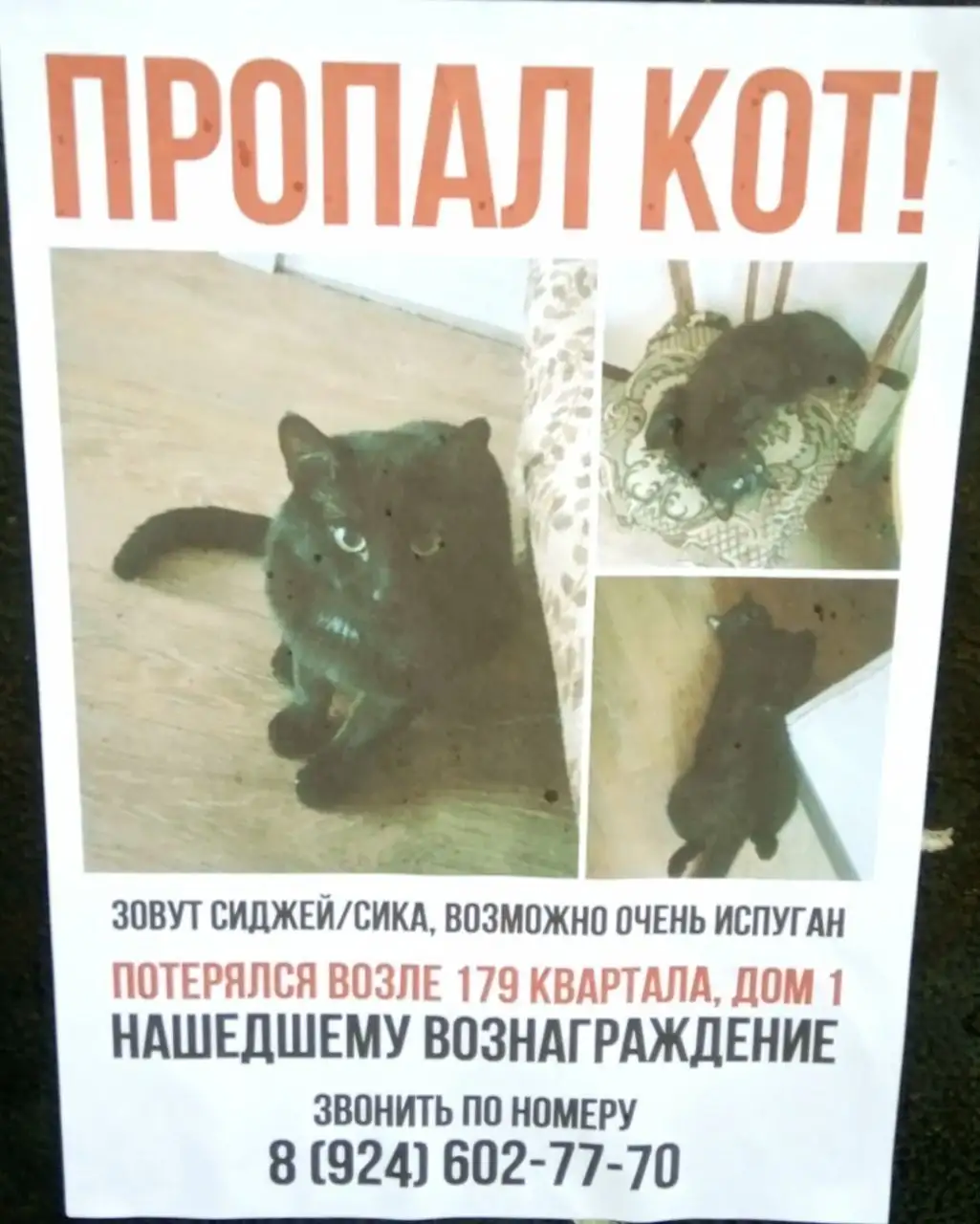 Потеряшка в Ангарске - Потеряшки (Животные) в Ангарск