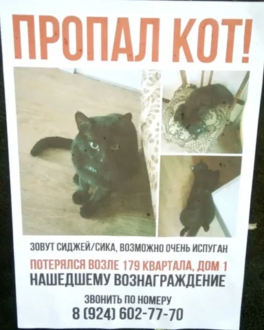 Потеряшка в Ангарске - Животные в Ангарск
