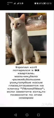 Потерялся кот Лева, Ангарск - Животные в Ангарск