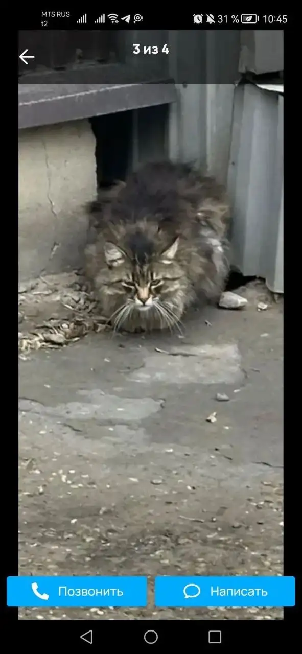 Найден сибирский кот, ищем хозяев - Кошки (Животные) в Усолье-Сибирское