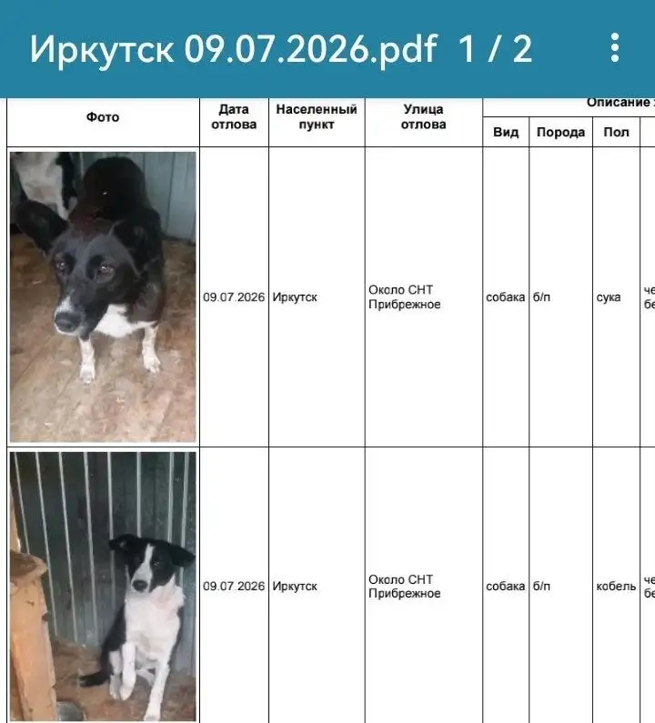 Найдены собаки в СНТ Прибрежное - Потеряшки (Животные) в Иркутск
