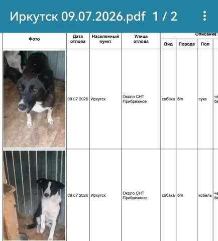 Найдены собаки в СНТ Прибрежное - Животные в Иркутск