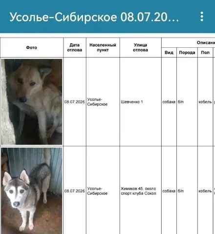 Найденные собаки в Усолье-Сибирском - частное объявление в Усолье-Сибирское
