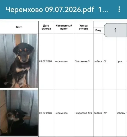 Потеряшка: найдены собаки в Черемхове - частное объявление в Черемхово