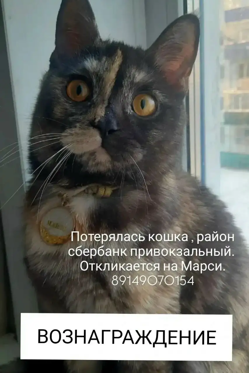 Пропала кошка в Усолье-Сибирском - Потеряшки (Животные) в Усолье-Сибирское