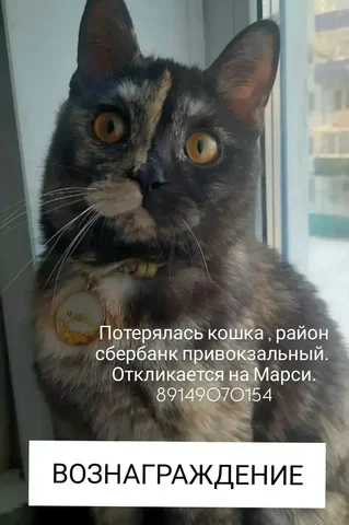 Пропала кошка в Усолье-Сибирском - Потеряшки в Усолье-Сибирское