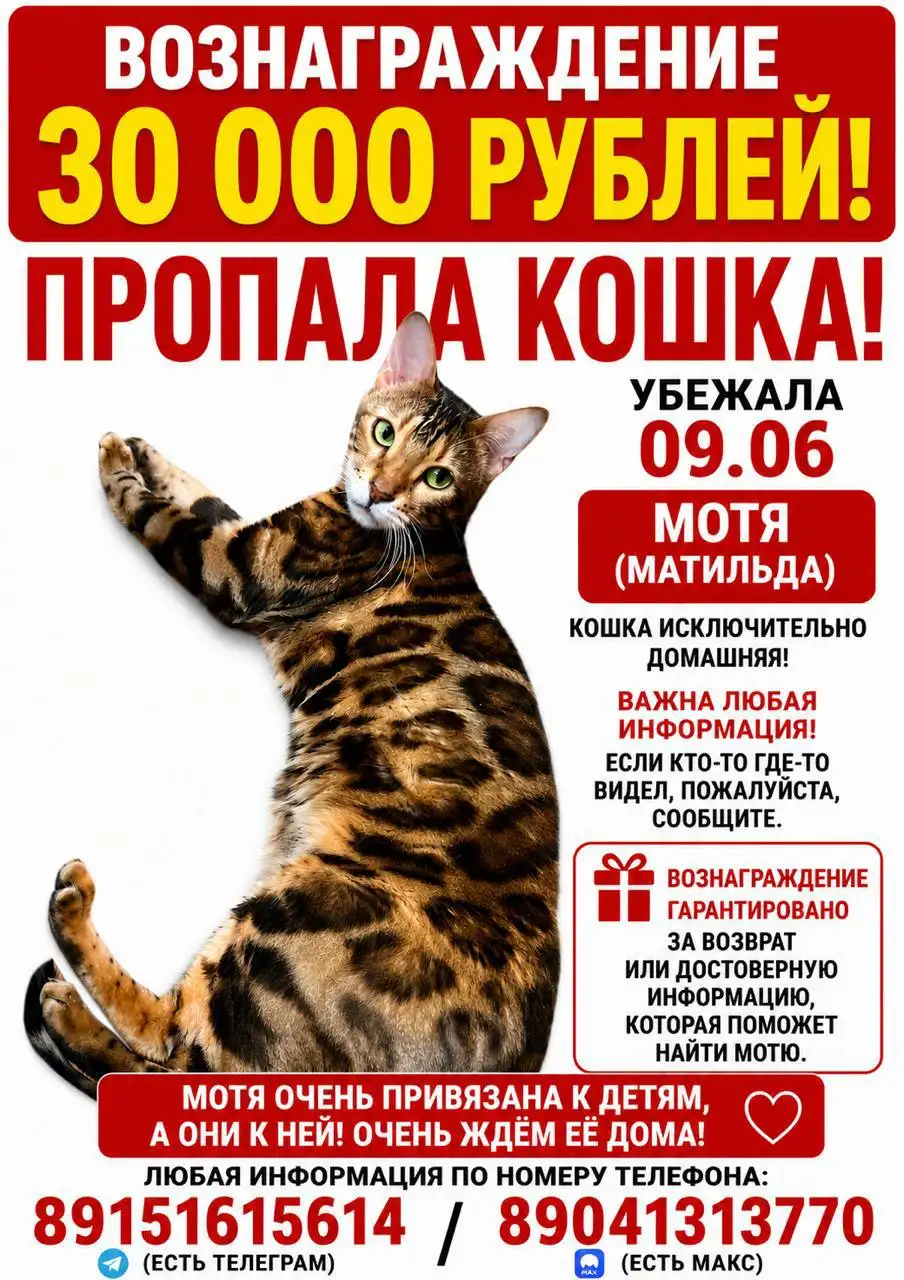 Пропала кошка в Маркова - Потеряшки (Животные) в Маркова