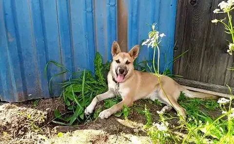 Срочно нужна передержка для собачки Ницы - частное объявление в Иркутск
