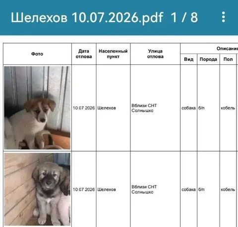 Потерянные собаки в Шелехове - Собаки в Шелехов