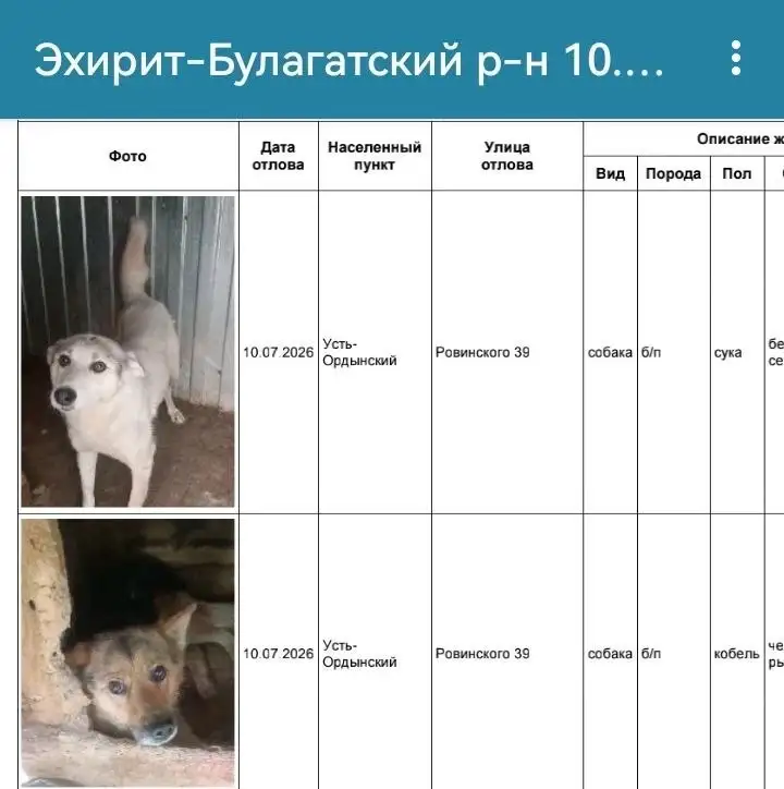 Потеряшка в приюте - Животные в Усно-Ордынский