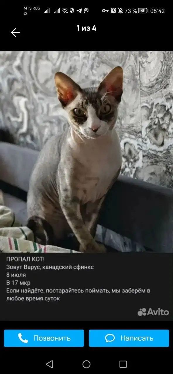 Пропал кот Варус в Ангарске - Потерянные животные (Животные) в Ангарск