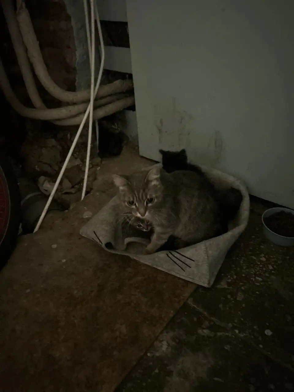 Срочная передержка для кошки с котятами - Пристрой/передержка (Животные) в Ангарск