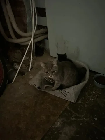 Срочная передержка для кошки с котятами - Животные в Ангарск