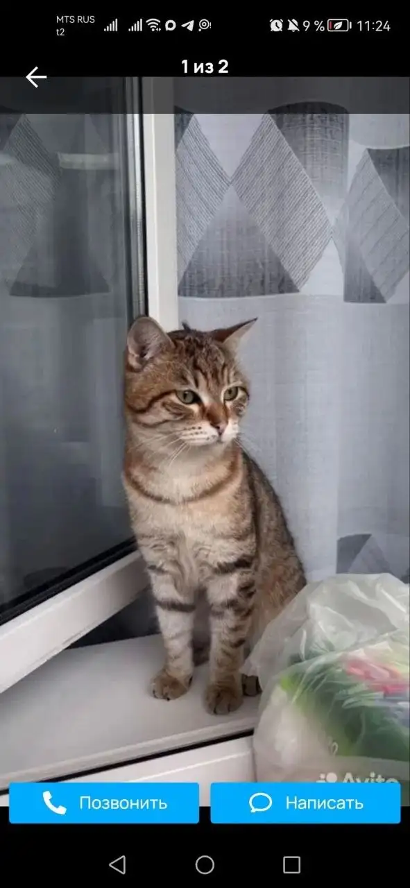 Найден домашний кот в р.п. Марково - Потерянные и найденные животные (Животные) в Марково