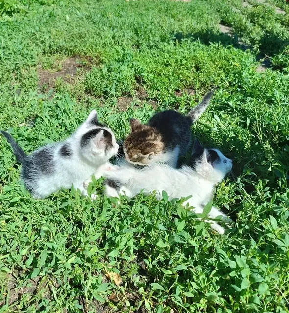 Котята ищут дом - частное объявление в Иркутск