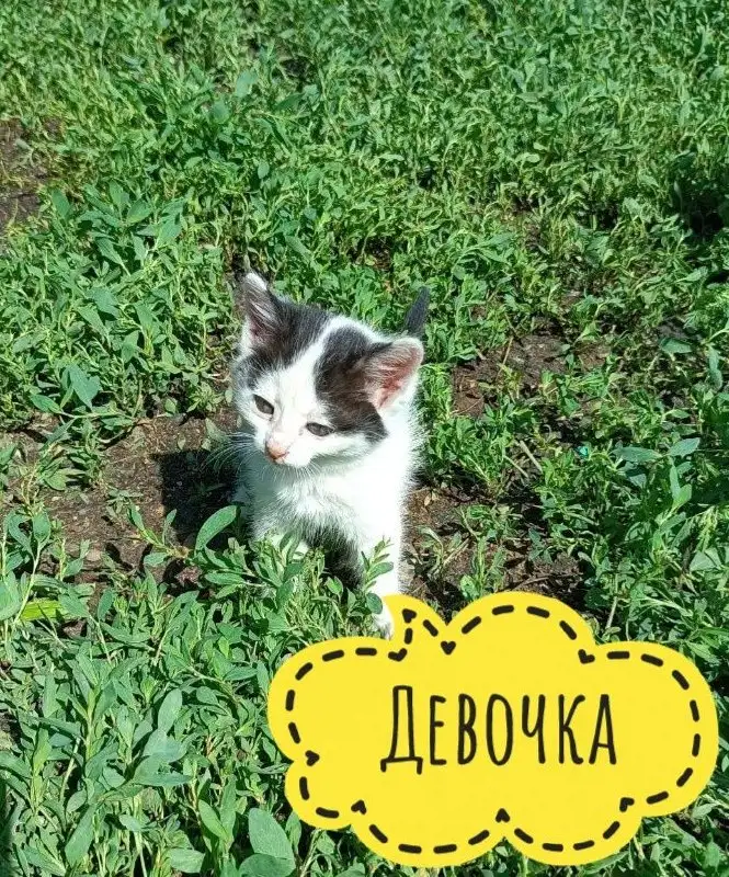 Котята ищут дом - Животные в Иркутск
