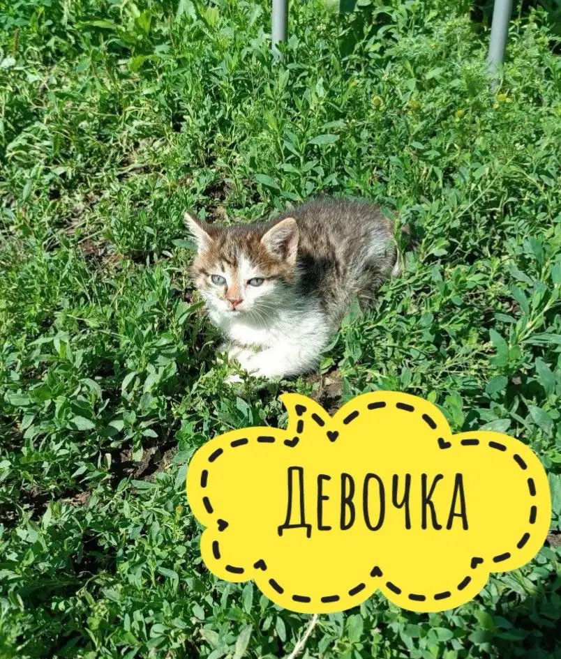 Котята ищут дом - Животные в Иркутск