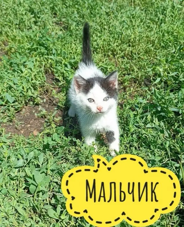 Котята ищут дом - Животные в Иркутск