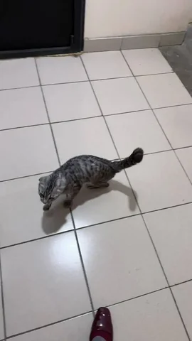 Потерялась кошка в П. Молодежный - частное объявление в Иркутск