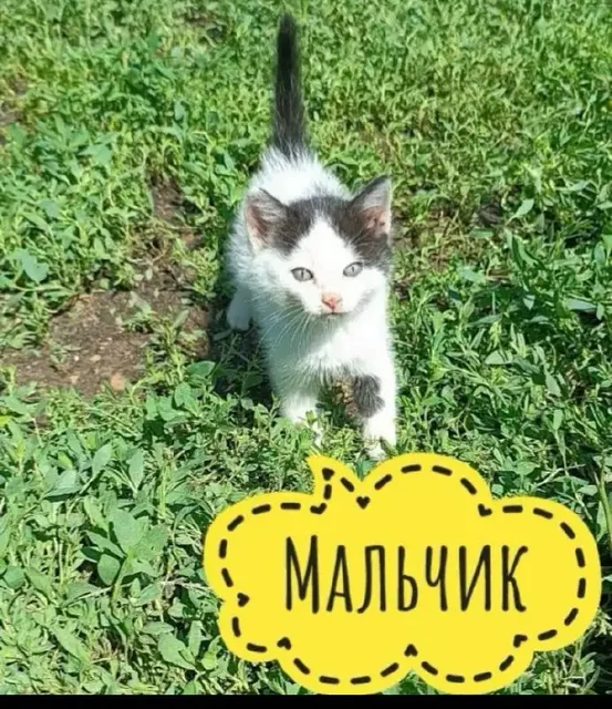 Срочно нужна передержка для котят - Потеряшки и находки в Иркутск
