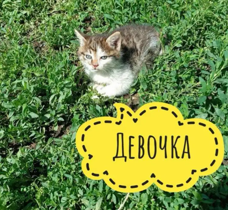 Срочно нужна передержка для котят - Кошки (Животные) в Иркутск