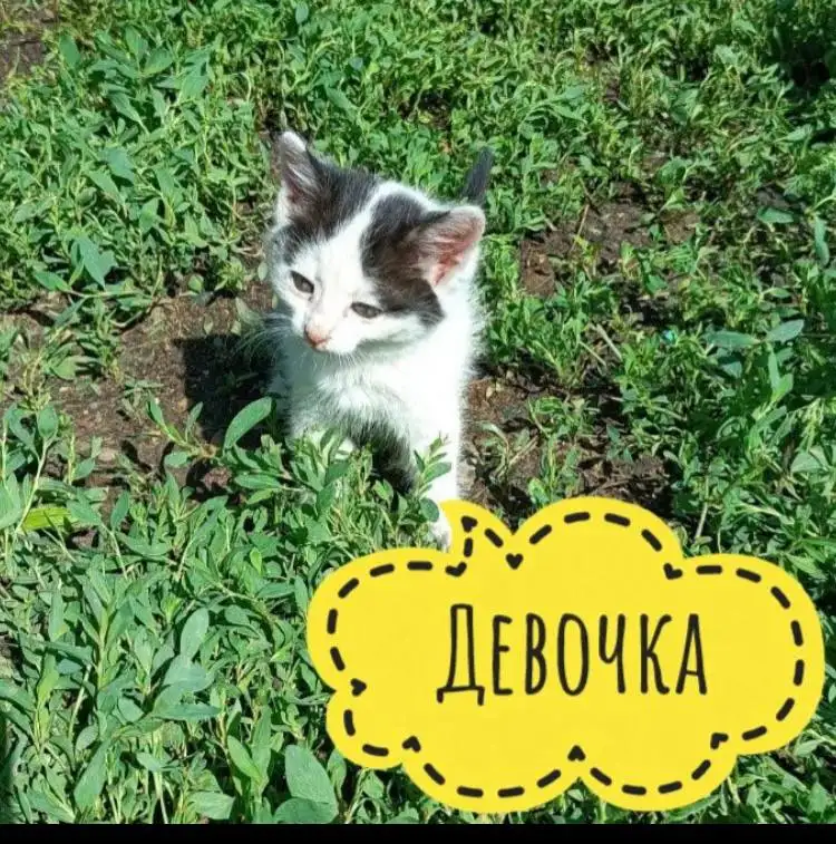 Срочно нужна передержка для котят - Кошки (Животные) в Иркутск