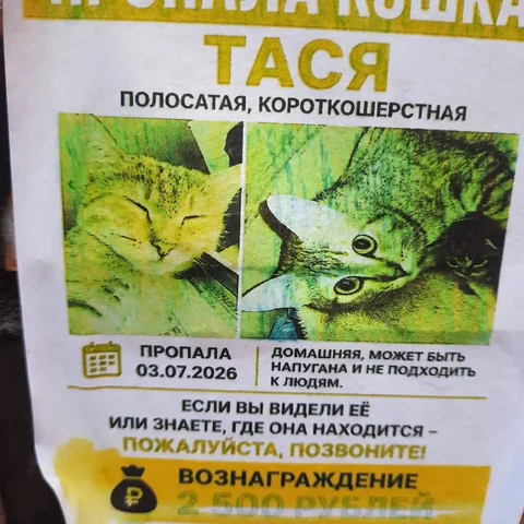 Пропажа кота в Иркутске - Животные в Иркутск