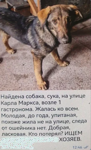 Потеряшка животное в Иркутске - Животные в Иркутск