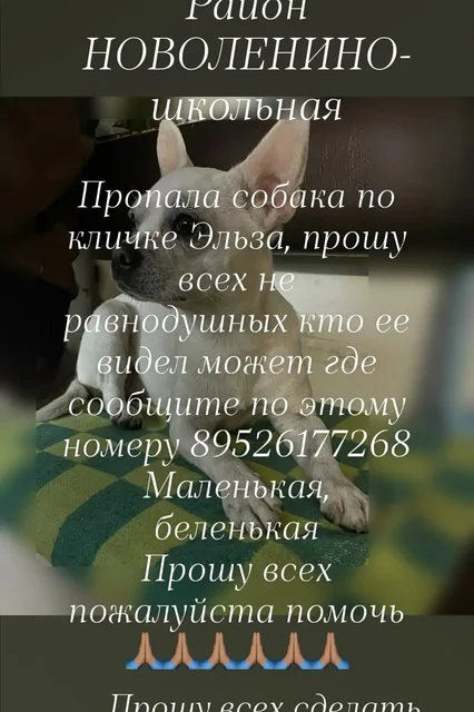 Потерялся щенок в розовом ошейнике - Животные в Иркутск